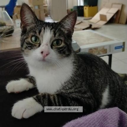 Photo 1/1 Splash Chat lost in Nozay