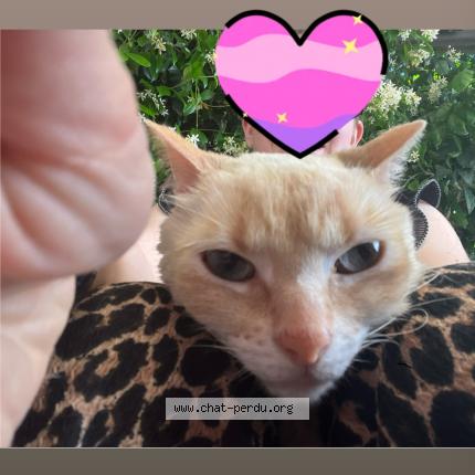 Photo 1/1 Romeo Chat lost in Saint esteve