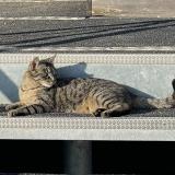 Picture of cat lost at Anieres