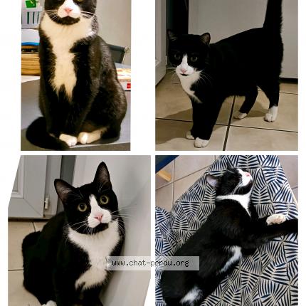 Photo 1/1 Uno Chat lost in Polignac