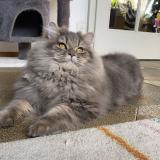 Simon