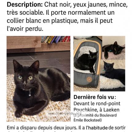 Photo 1/1 Émi Chat lost in Laeken
