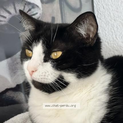 Foto 1/1 Wiedergefundene Katze Verloren in Villars Sur Glane