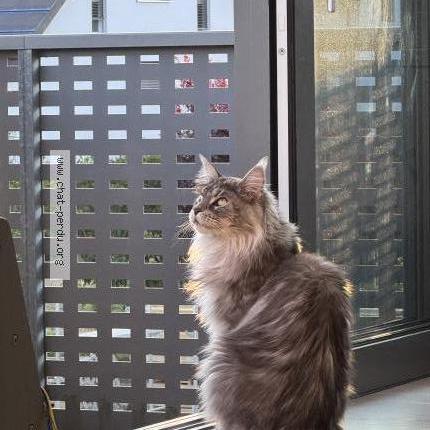 Foto 1/2 Wiedergefundene Katze Verloren in Echarlens