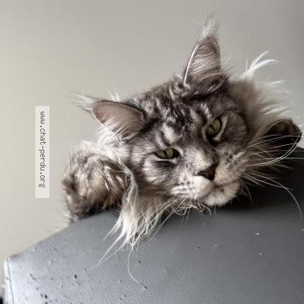 Foto 2/2 Wiedergefundene Katze Verloren in Echarlens