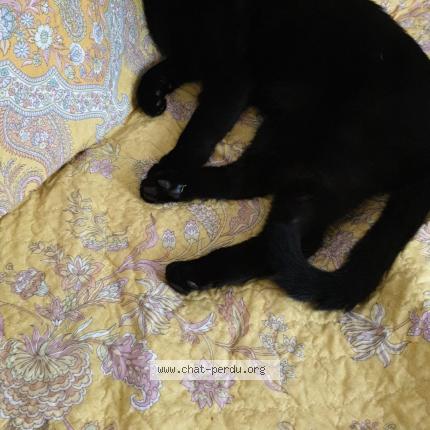 Foto 1/1 Wiedergefundene Katze Verloren in Lausanne