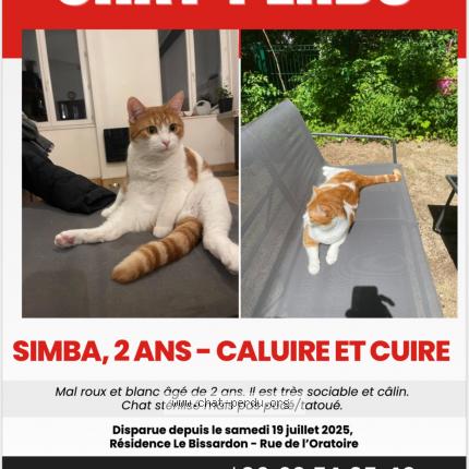 Photo 1/1 Simba Chat lost in Caluire et cuire
