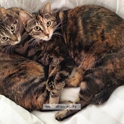 Foto einer verlorenen Katze in Martigny