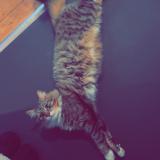 Picture of cat lost at Ganshoren