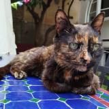 Picture of cat found at Perpignan