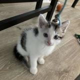 Picture of cat lost at Begles