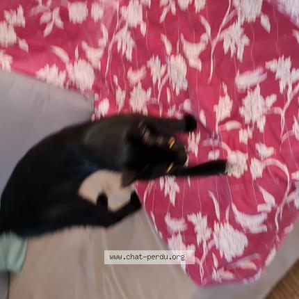 Photo 1/1 ORION Chat lost in Mourenx