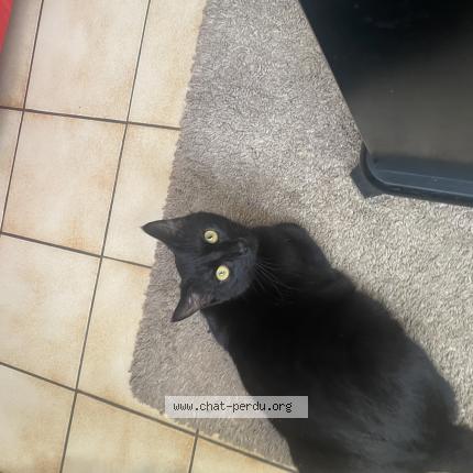 Photo 1/1 Demone Chat lost in Blanquefort