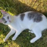 Picture of cat lost at Saint Brieuc