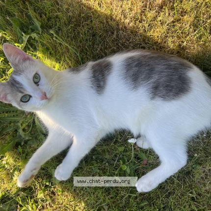 Photo 1/1 Cat reunited Lost in Saint brieuc