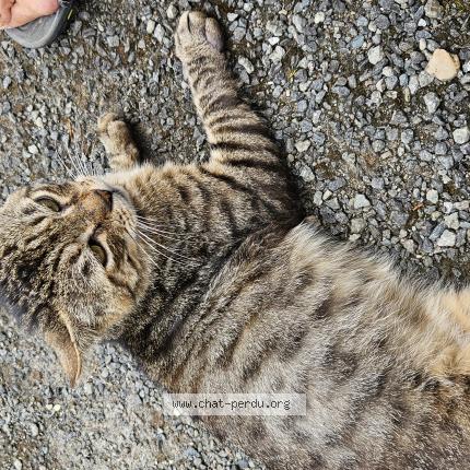 Photo 1/1 Found cat Found in St jean de monts