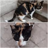 Picture of cat found at Asnieres Sur Seine