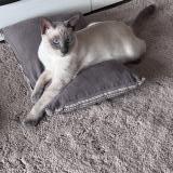 Picture of cat lost at Saint Benoit