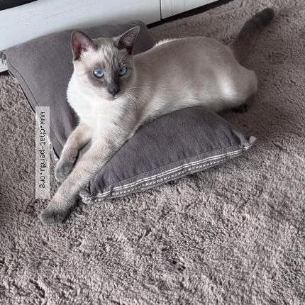 Photo 1/1 Tofu Chat lost in Saint benoit