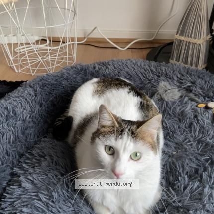 Photo 1/1 Loulou Chat lost in Veronnes