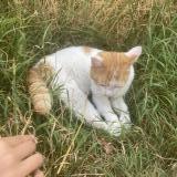 Picture of cat found at Fouquiere Lez Lens