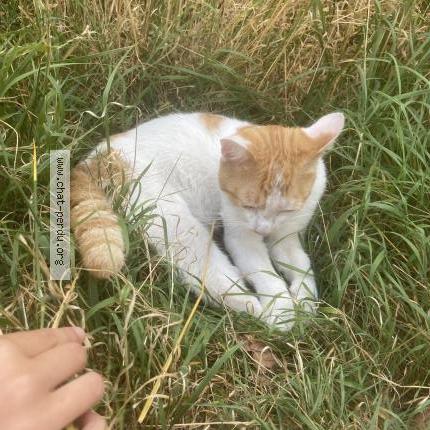 Photo 1/1 Found cat Found in Fouquiere lez lens