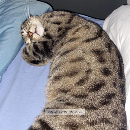 Photo 1/1 Rajah Chat lost in Sully sur loire