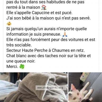 Photo 1/2 Capucine Chat lost in Chaumes en retz