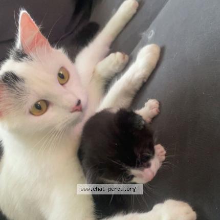 Photo 2/2 Capucine Chat lost in Chaumes en retz