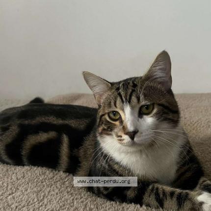 Photo 1/1 muezza Chat lost in Saint denis