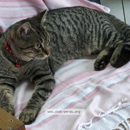 Photo 1/1 Ustone Chat lost in Saint mars d egrenne