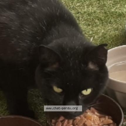 Photo 1/1 Tom Chat lost in Blausasc