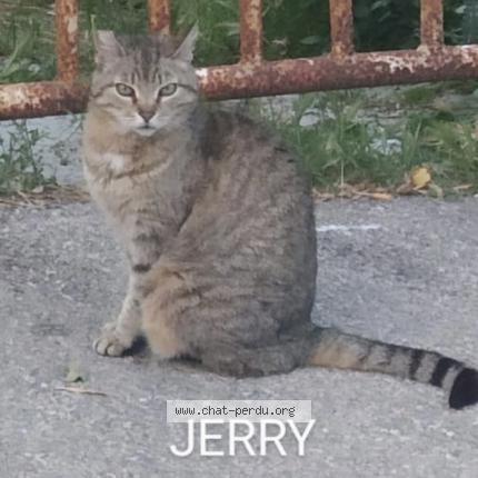 Photo 1/1 Jerry Chat lost in Blausasc