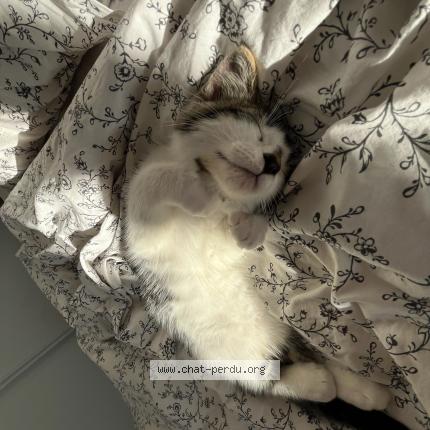 Photo 1/1 apouu Chat lost in Benessay