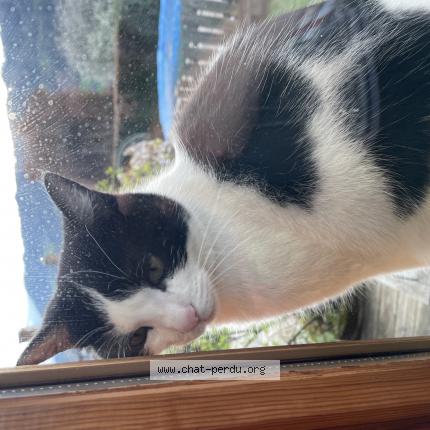 Photo 1/1 Kaya Chat lost in Laissaud