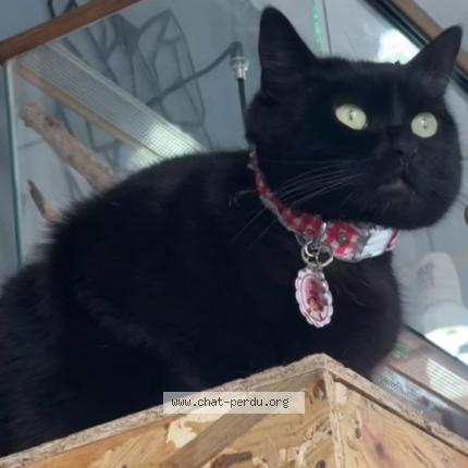 Photo 1/1 TWIXE Chat lost in Lievin