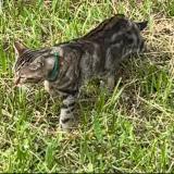 Picture of cat found at Chessy