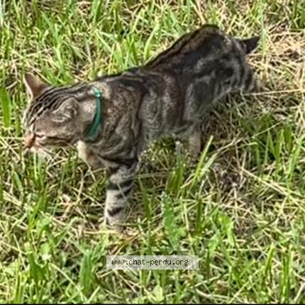 Photo 1/1 Found cat Found in Chessy