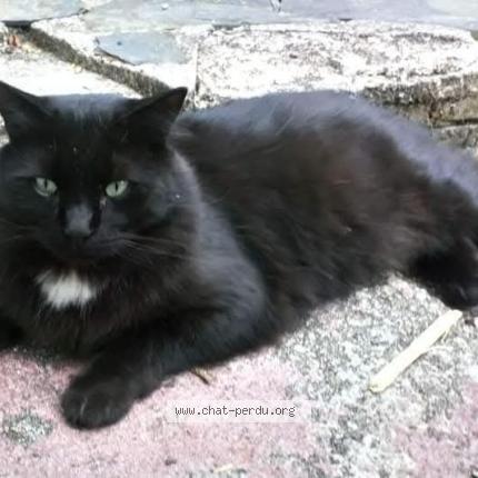 Photo 1/1 Moutik Chat lost in Quimper