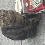 Picture of cat found at Poissy