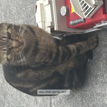 Photo 1/1 Found cat Found in Poissy