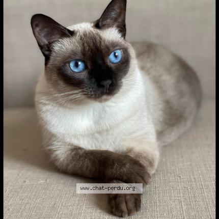 Photo 1/1 Reunited cat Lost in Delson