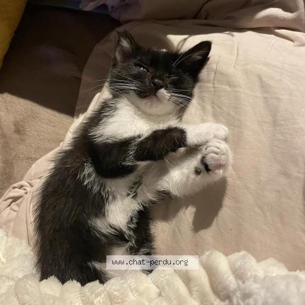 Photo 1/1 Charlotte Chat lost in Montmoreau st cybard