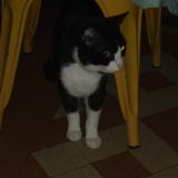Picture of cat found at Trans Sur Erdre
