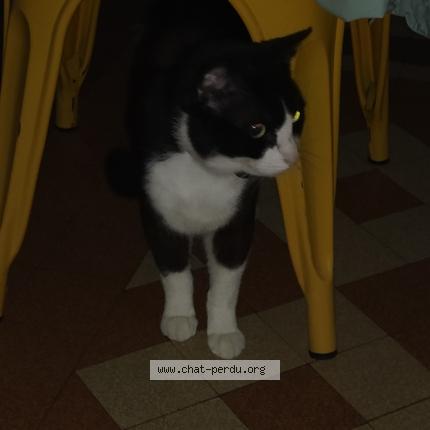 Photo 1/1 Found cat Found in Trans sur erdre