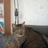 Picture of cat lost at Betheny