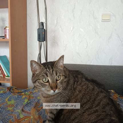 Photo 1/1 Figaro Chat lost in Betheny