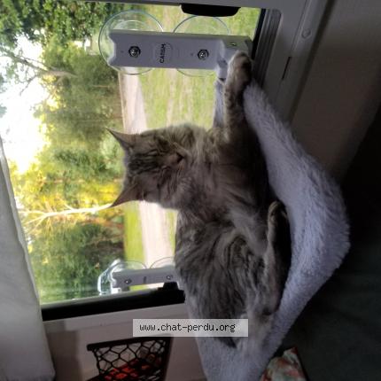 Photo 1/1 Louna Chat lost in Saint junien