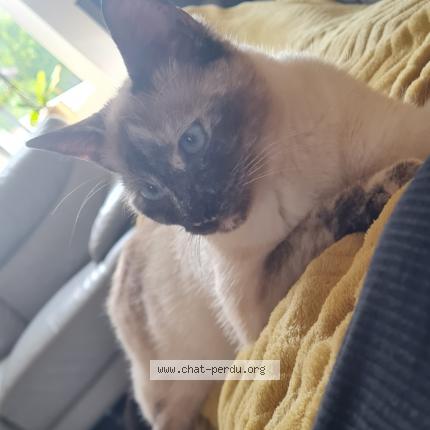 Photo 1/2 Nala Chat lost in Jemeppe sur sambre