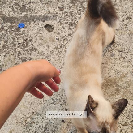 Photo 2/2 Nala Chat lost in Jemeppe sur sambre